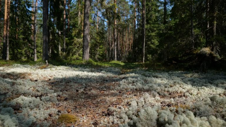 Kuidas Luua Tervislikku Toitumisplaani
